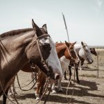 Cabalgata (Día 1)-19