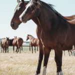 Estancia-2