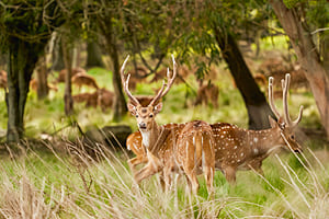 <strong>180 hectáreas</strong>, rodeadas por un frondoso bosque y fauna (más de 600 ciervos y otros animales).